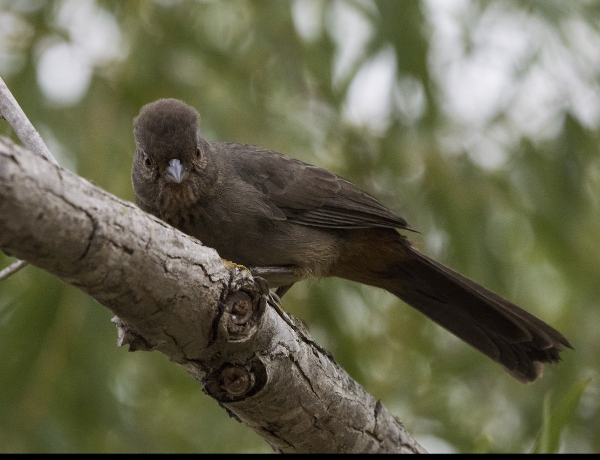 California Towhee - ML35316191