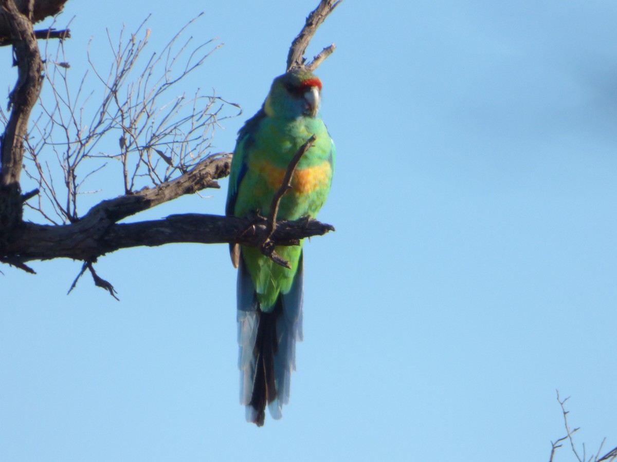 Australian Ringneck - ML353162011