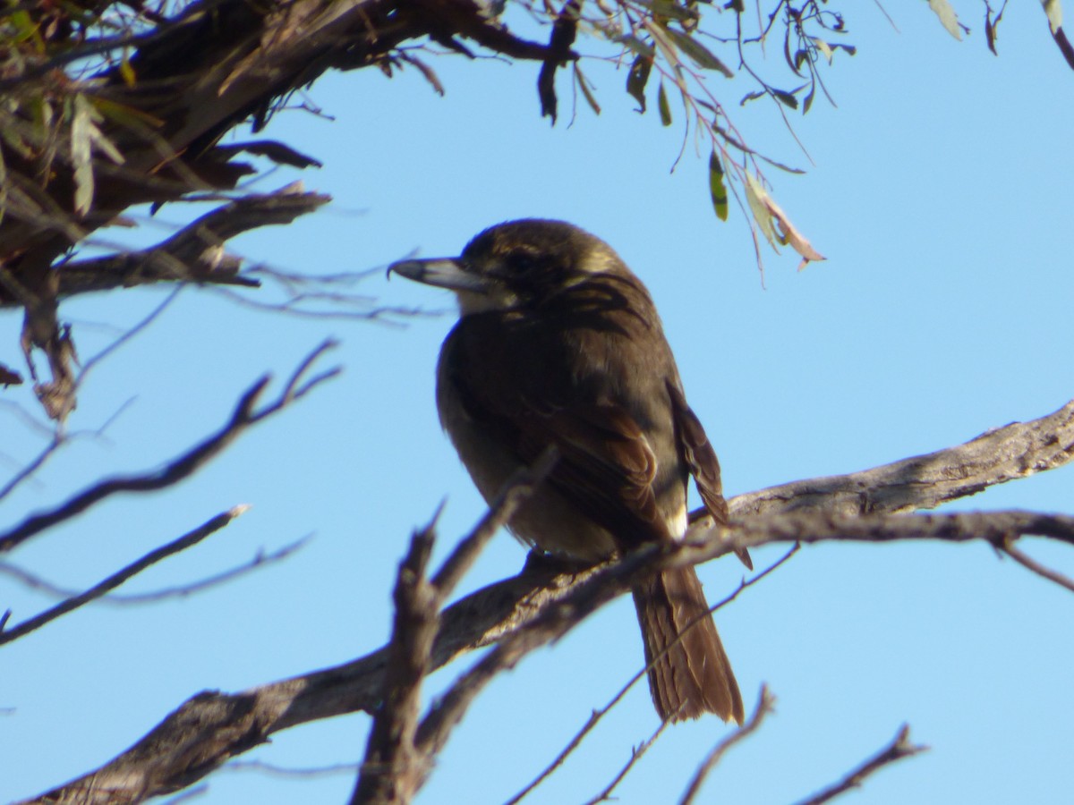 Gray Butcherbird - ML353162271