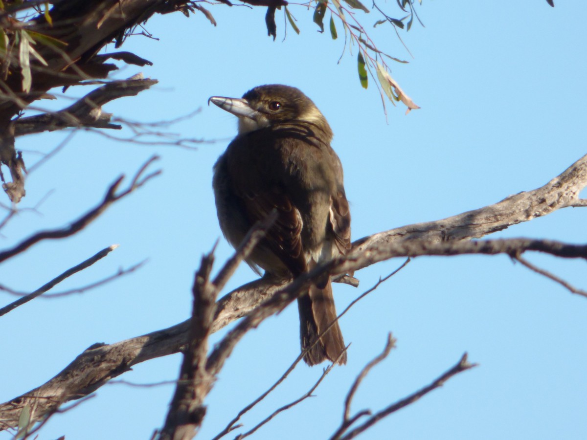 Gray Butcherbird - ML353162321