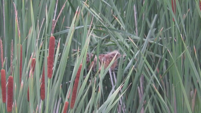 Least Bittern - ML353162481