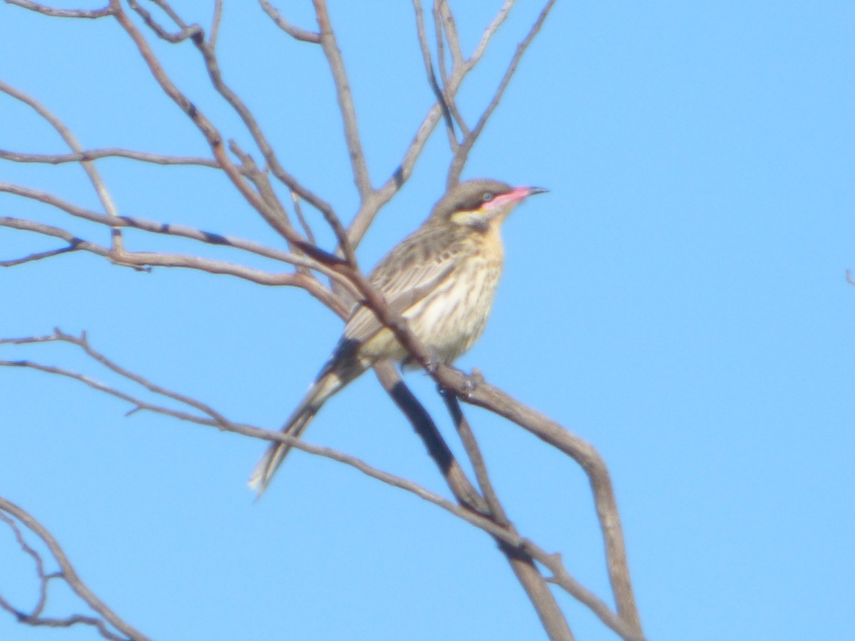 Spiny-cheeked Honeyeater - ML353162541