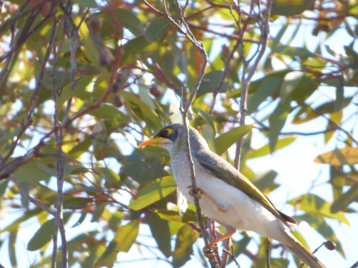 Yellow-throated Miner - ML353162621