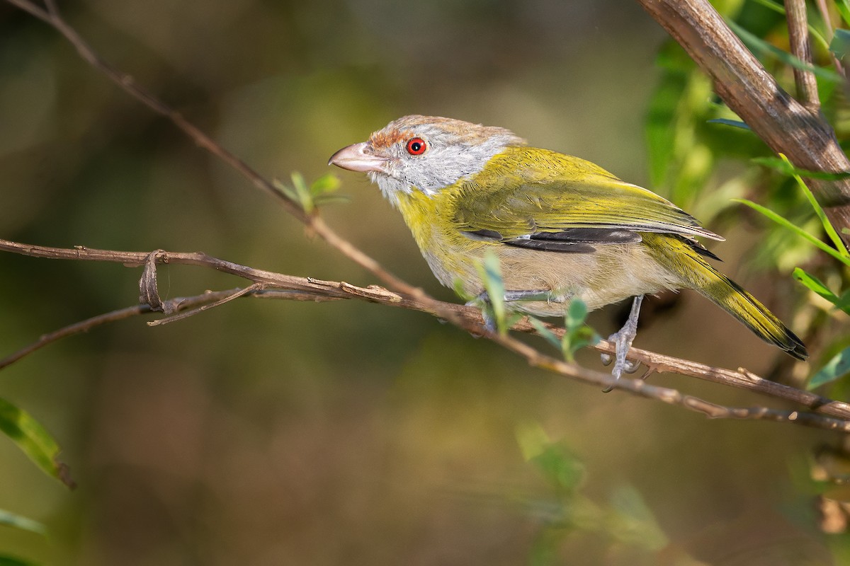 Rufous-browed Peppershrike - ML353163041