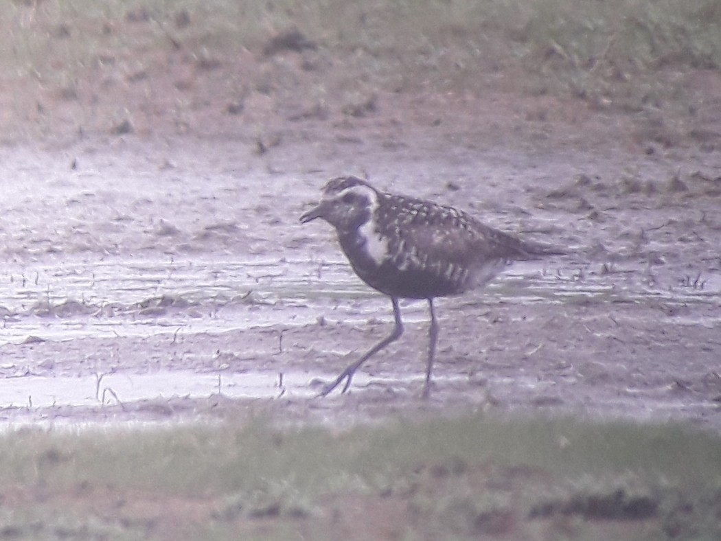 Pacific Golden-Plover - ML353164511