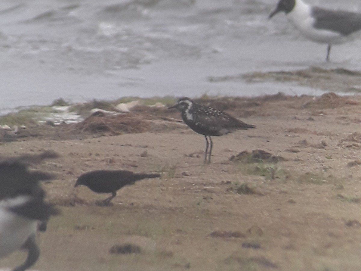 Pacific Golden-Plover - ML353164531