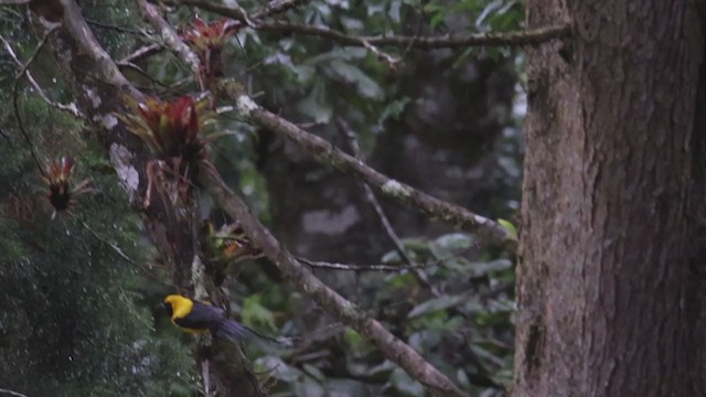 Yellow-backed Oriole - ML353164561