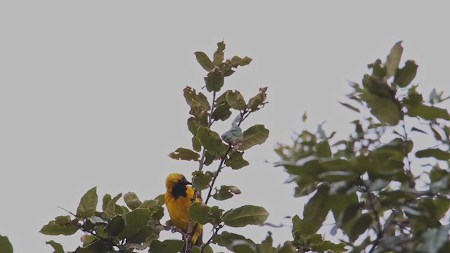 Yellow-backed Oriole - ML353164571