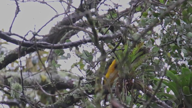 Yellow-backed Oriole - ML353164581