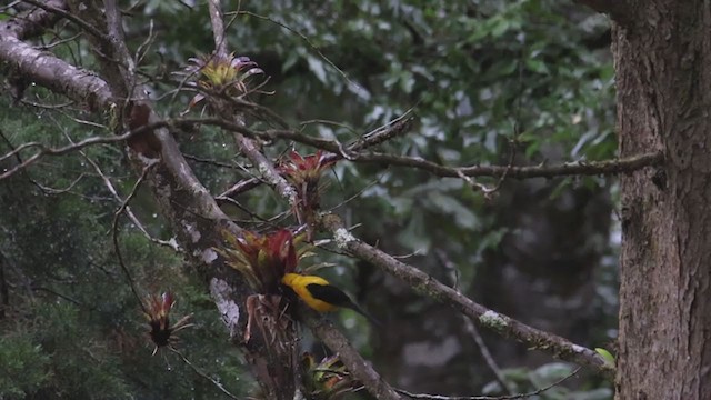 Yellow-backed Oriole - ML353164641