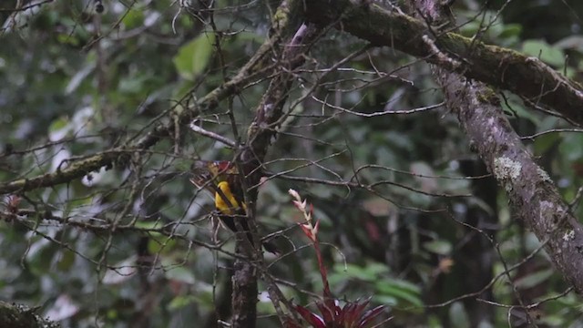 Yellow-backed Oriole - ML353164651