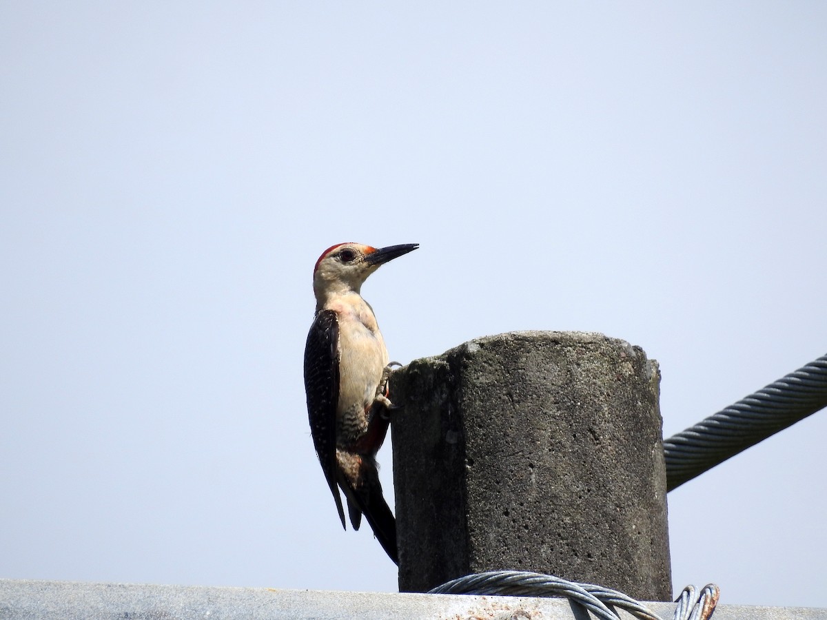 Golden-fronted Woodpecker (Velasquez's) - ML353164831