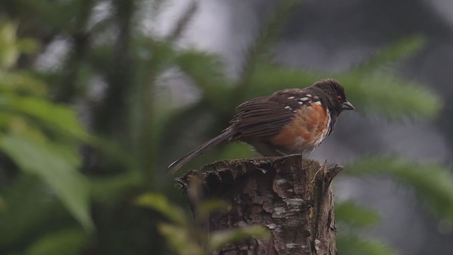 Spotted Towhee - ML353165581