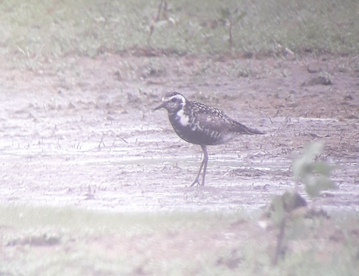 Pacific Golden-Plover - ML353165911