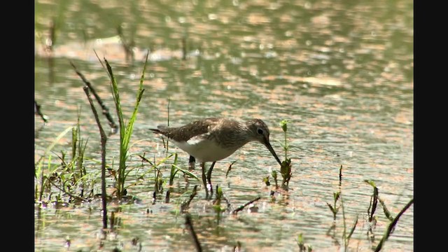 Solitary Sandpiper - ML353166061