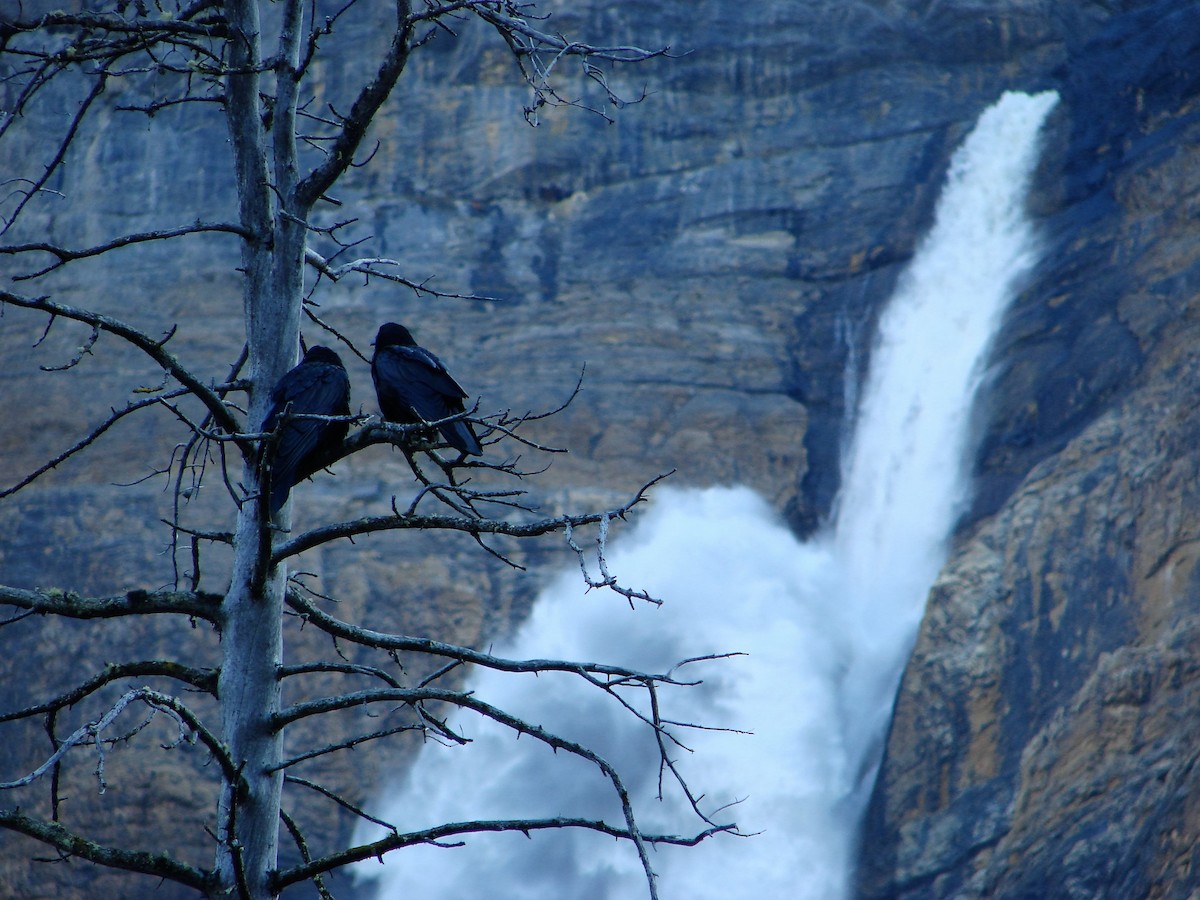 Common Raven - ML35316621