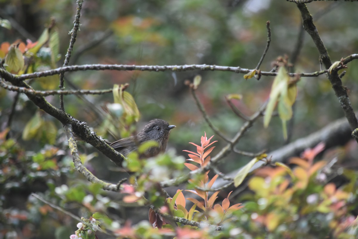 Wrentit - Hayley Lester