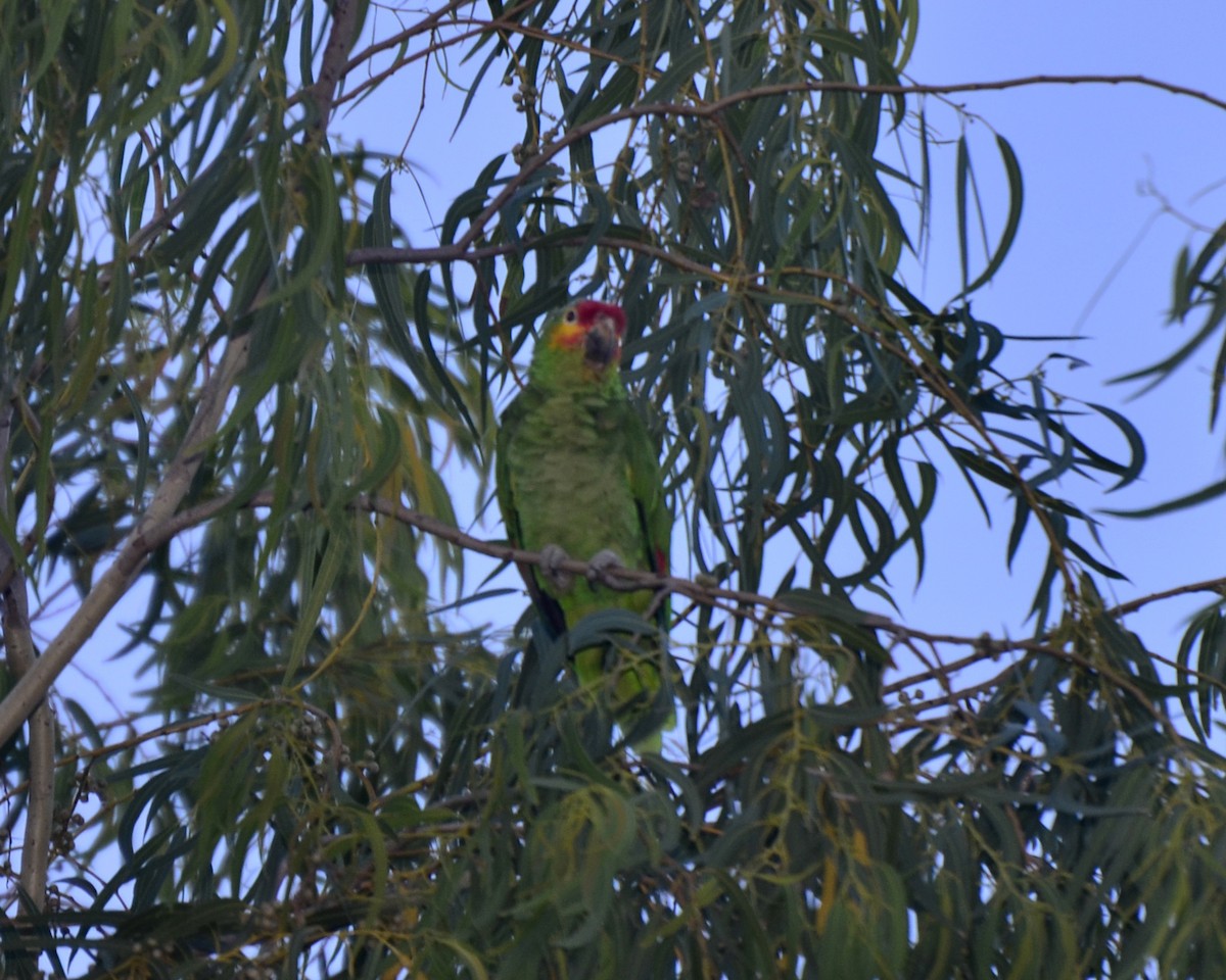 Red-lored Amazon - ML35316681