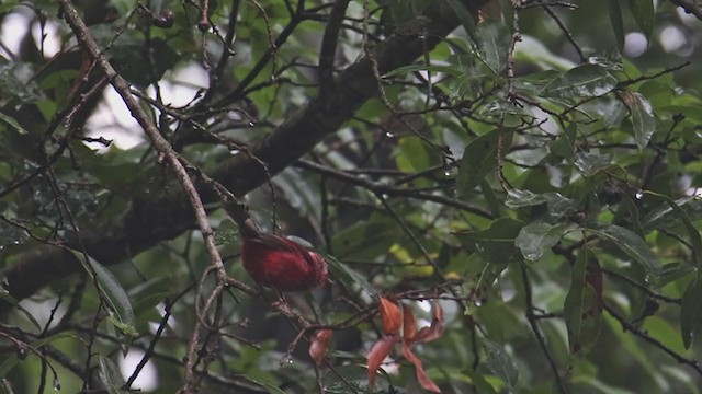 Pink-headed Warbler - ML353167131