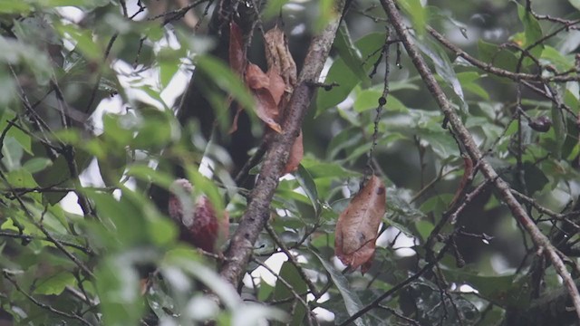 Pink-headed Warbler - ML353167151