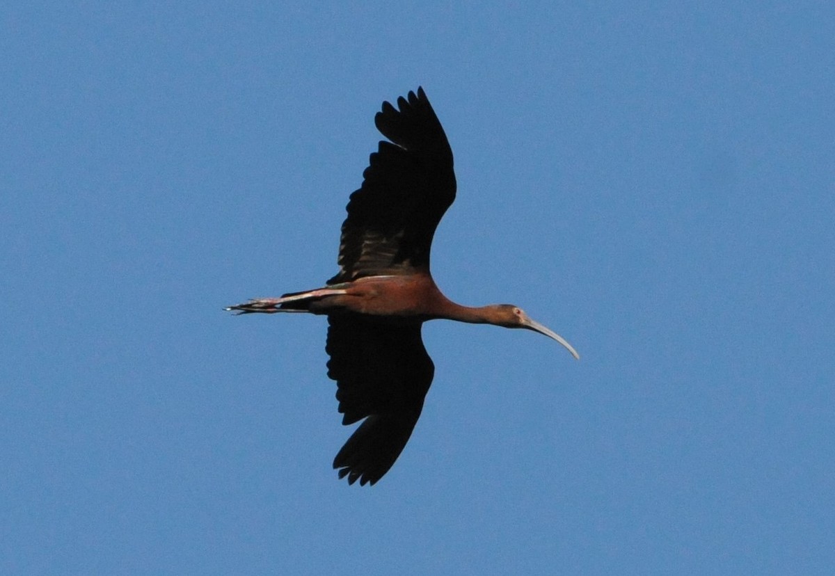 ibis americký - ML353167161