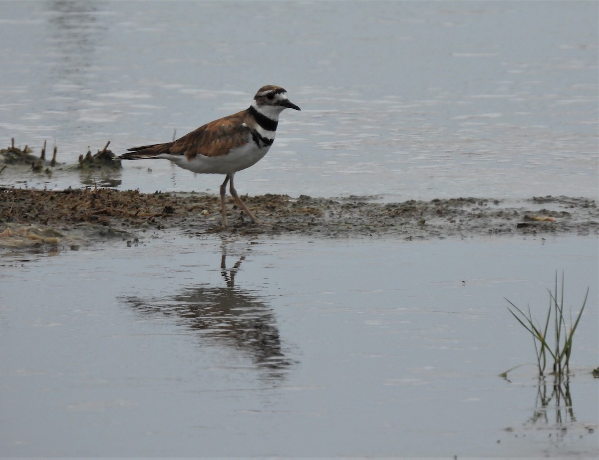 Крикливый зуёк - ML353168961