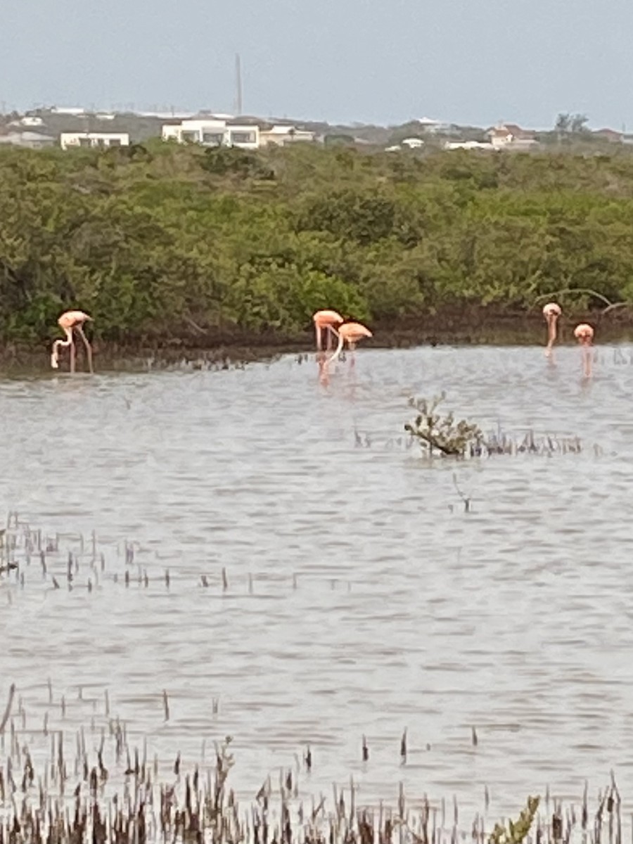 American Flamingo - ML353169661