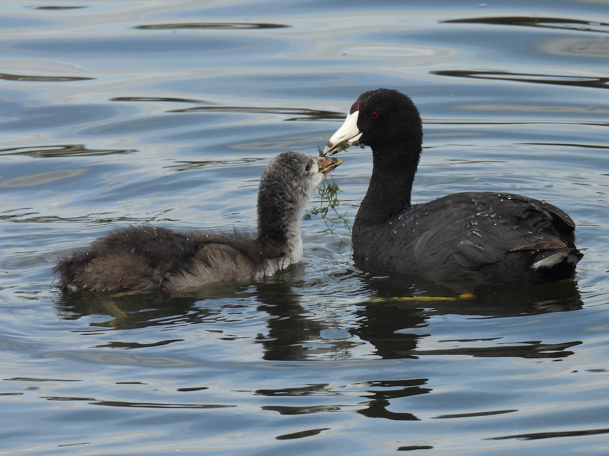 American Coot (Red-shielded) - Pam Hawkes