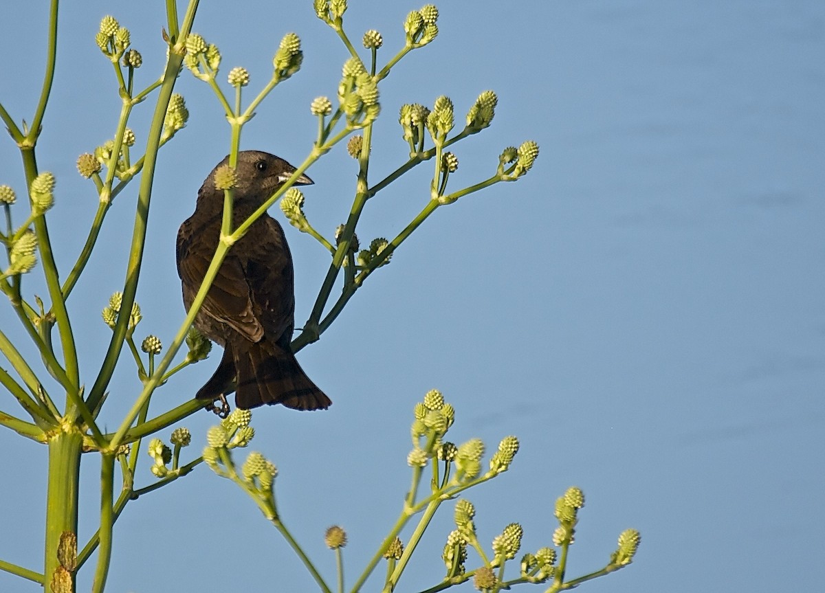 Shiny Cowbird - ML35317161