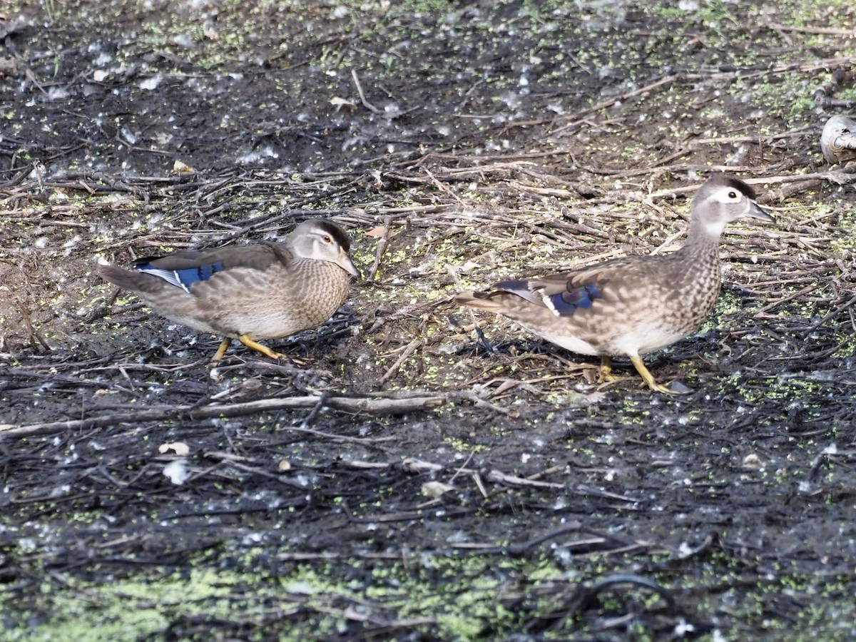 Wood Duck - ML353174901