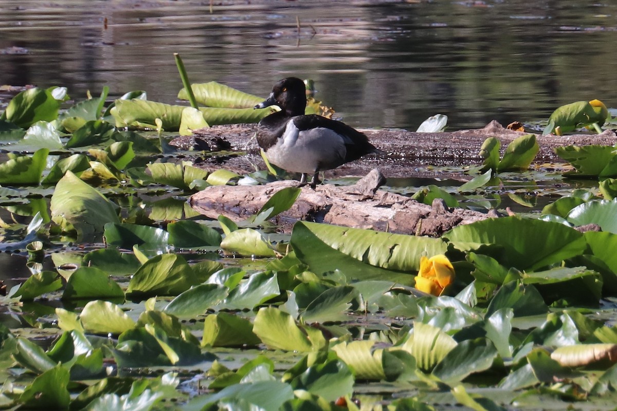 Ringschnabelente - ML353176191