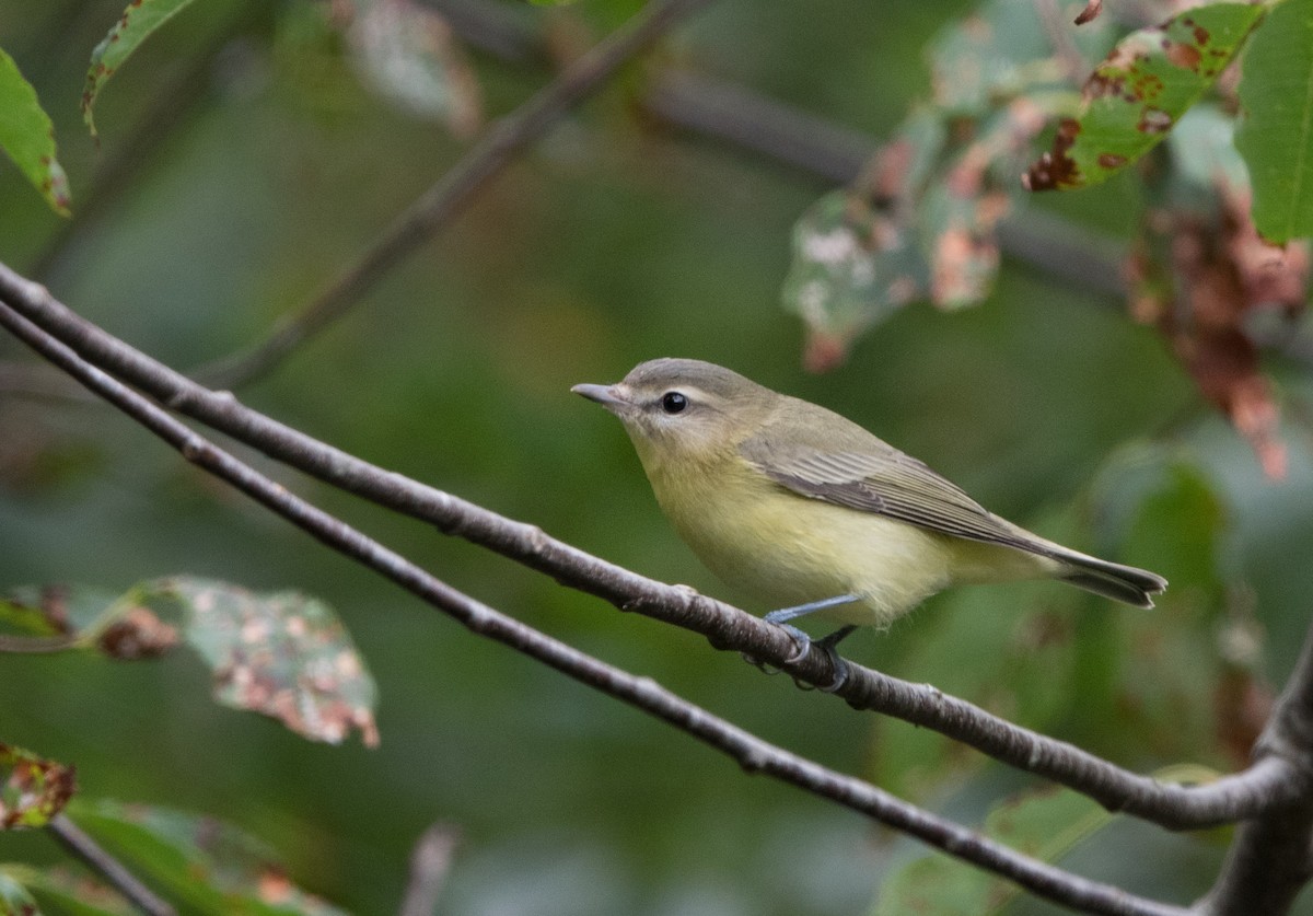 Philadelphia Vireo - William Higgins