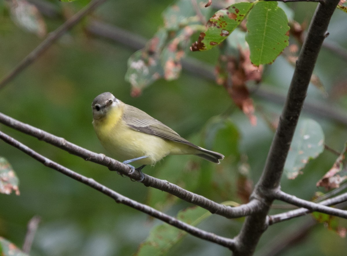 Philadelphia Vireo - William Higgins