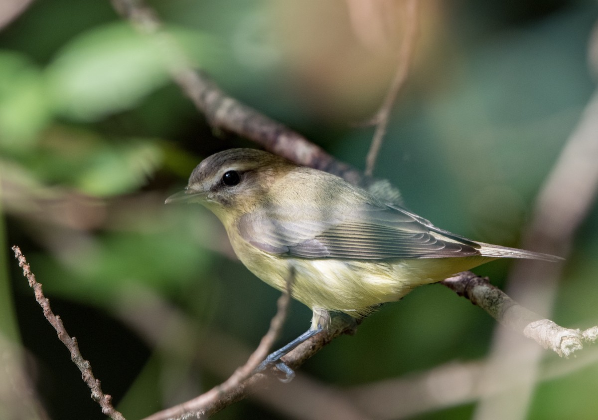 Philadelphia Vireo - William Higgins