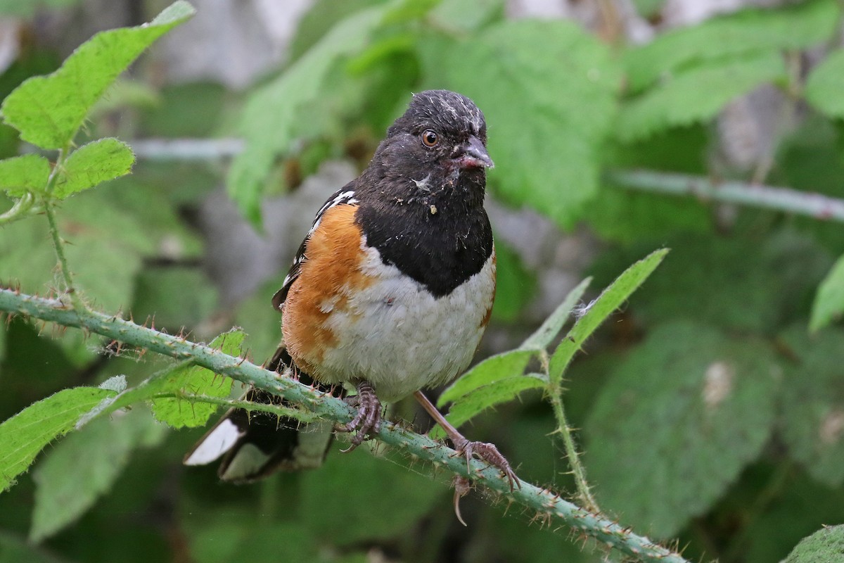 Spotted Towhee - ML353177961