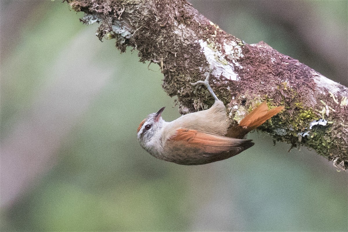 Pallid Spinetail - ML353179841