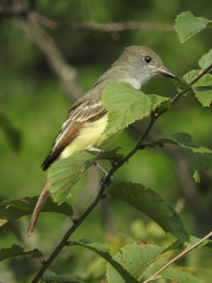 Great Crested Flycatcher - ML35318011