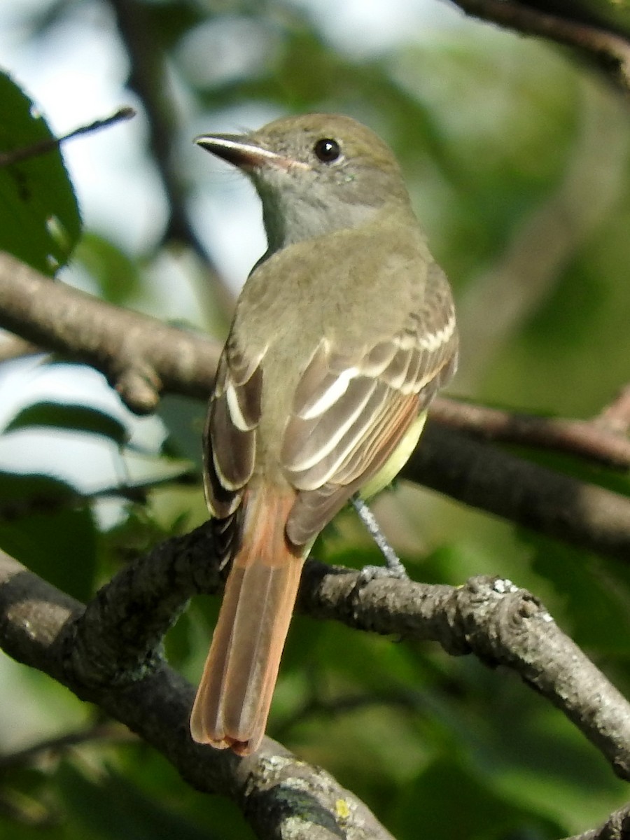 Great Crested Flycatcher - ML35318021