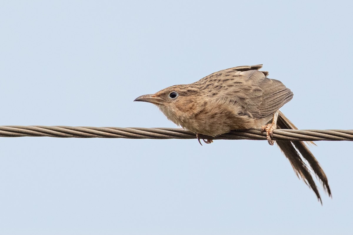 Common Babbler - Hari K Patibanda