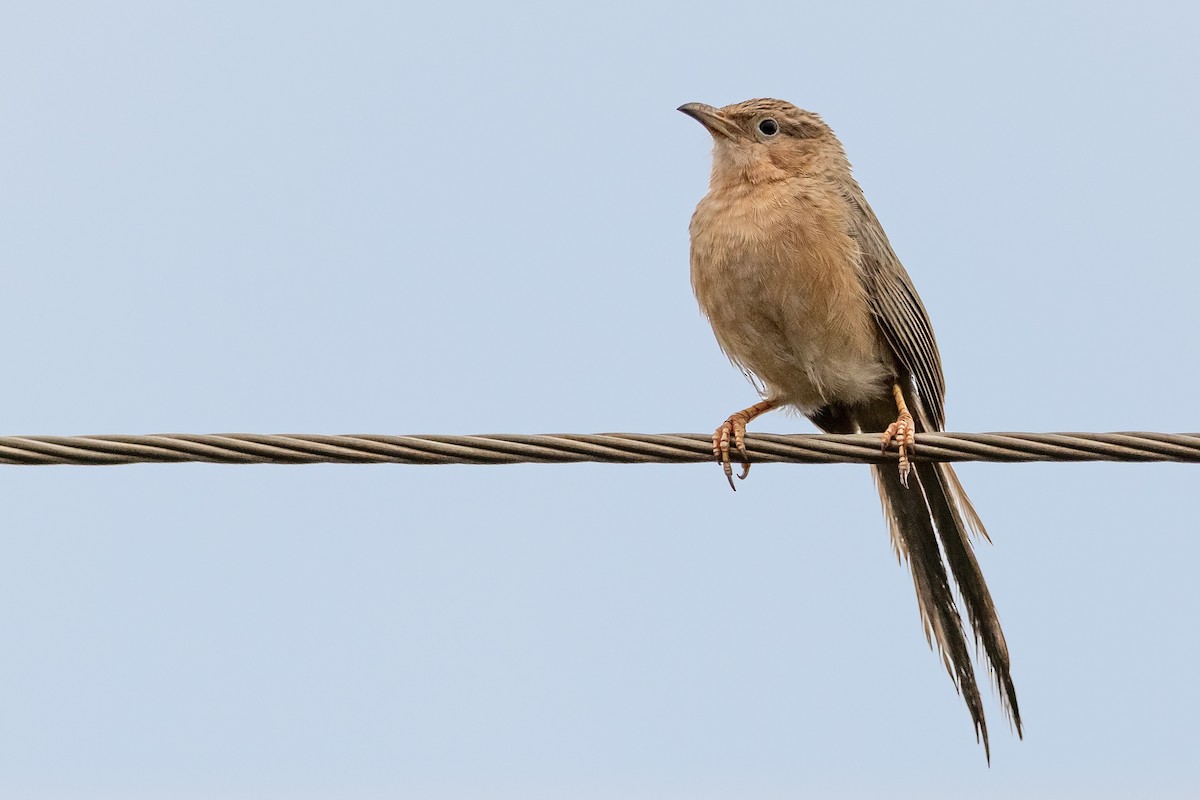 Common Babbler - Hari K Patibanda