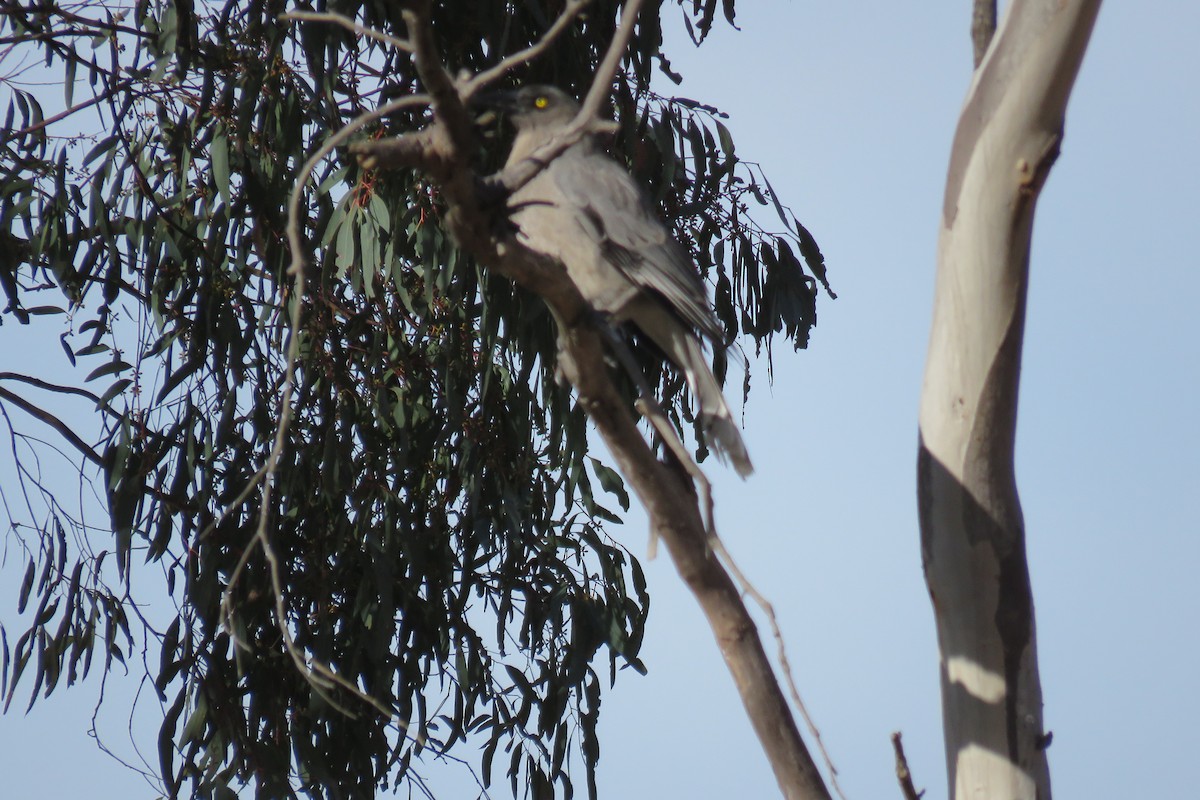 Gray Currawong - ML353183641