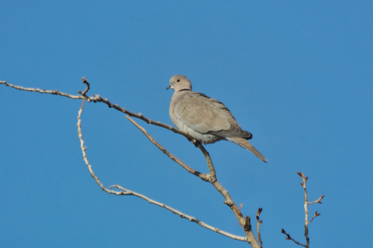 Eurasian Collared-Dove - ML353184081