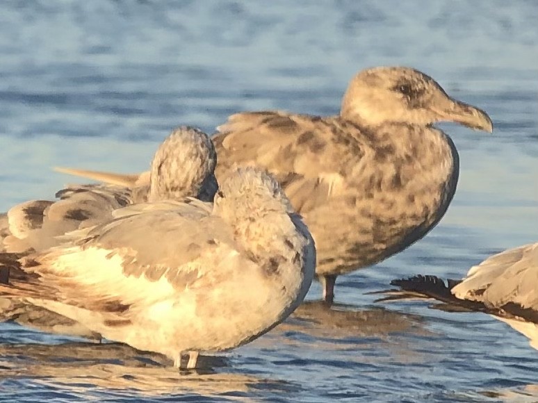 Gaviota de Bering - ML353185171