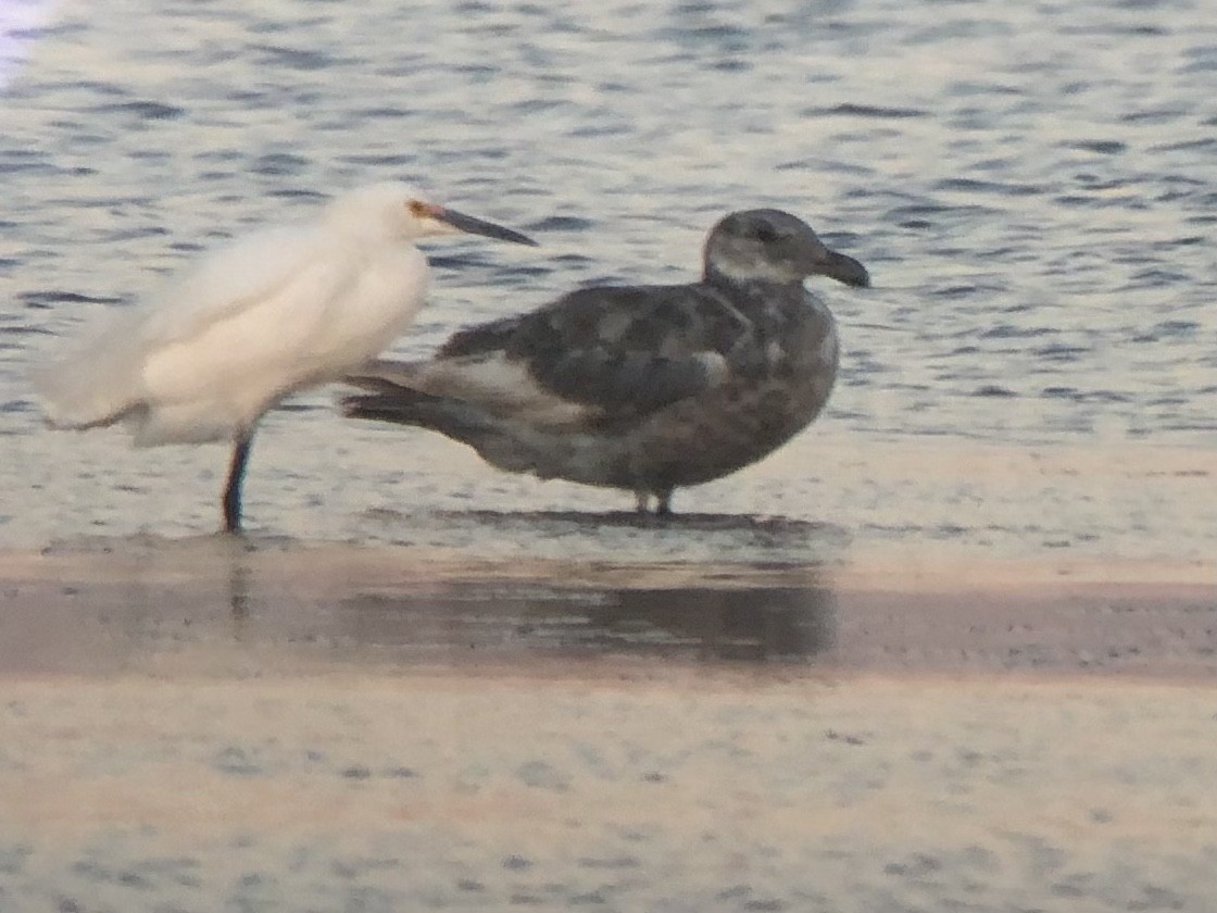 Glaucous-winged Gull - ML353185201