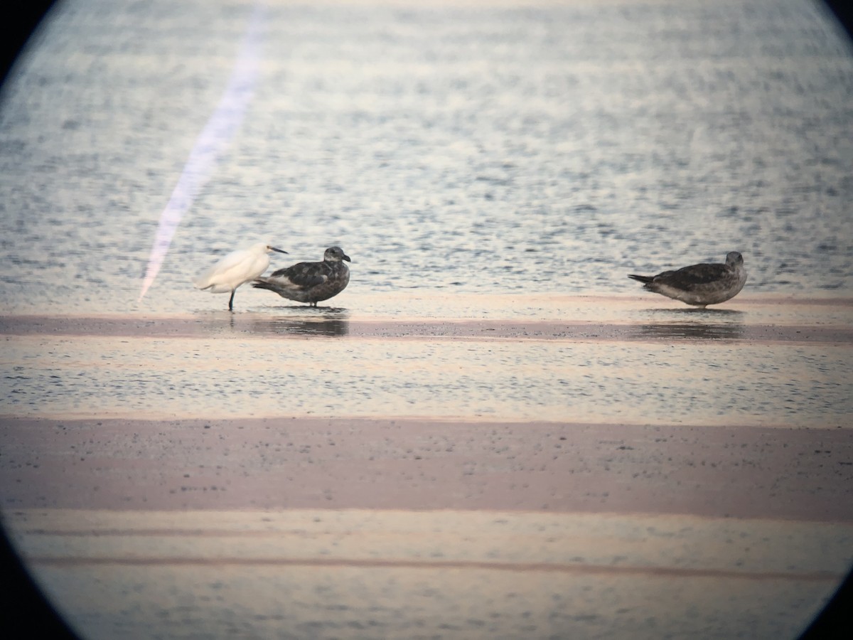 Glaucous-winged Gull - ML353185231