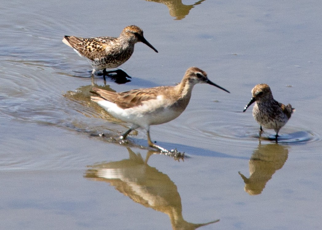 Wilson's Phalarope - ML353185281