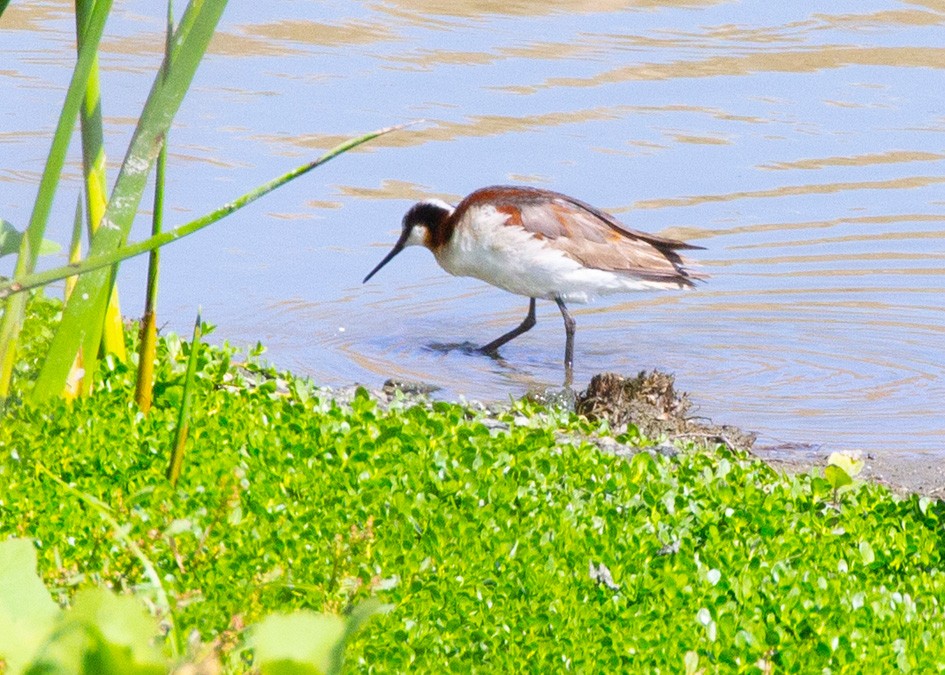 Wilson's Phalarope - ML353185301