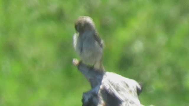 Brewer's Sparrow - ML353186571