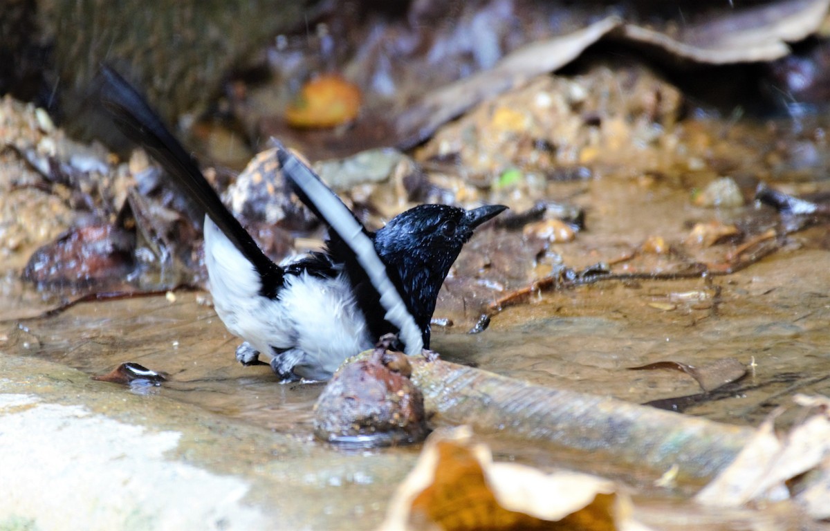 Philippine Magpie-Robin - ML353186661