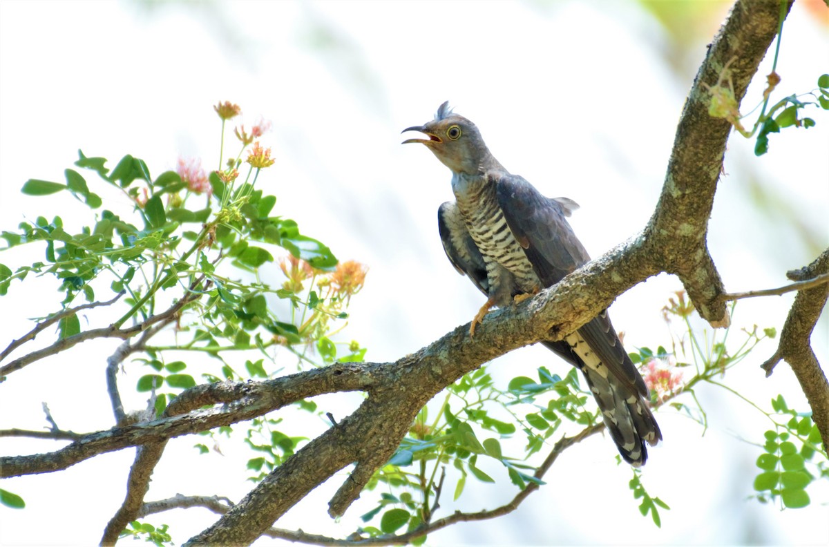 Himalayan/Oriental Cuckoo - Wesley Caballa